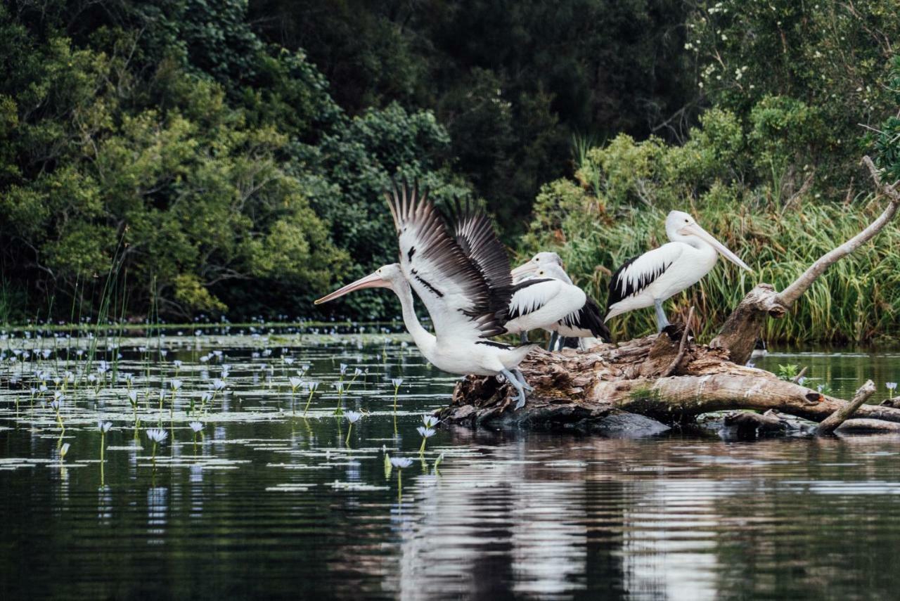 Готель Habitat Noosa Cootharaba Екстер'єр фото